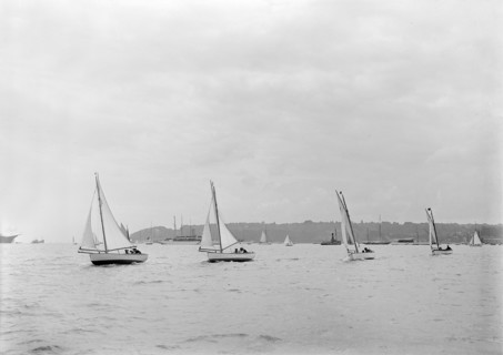 Group of Solent Sea Birds, 1922. Creator: Kirk & Sons of Cowes.