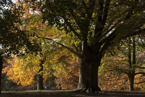 UK, London, Hampstead Heath, 2009. Creator: Ethel Davies.