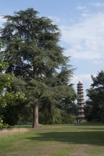 UK, London, Kew Gdns, 2009. Creator: Ethel Davies.