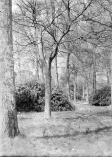 Trees and daffodils, c1935. Creator: Kirk & Sons of Cowes.