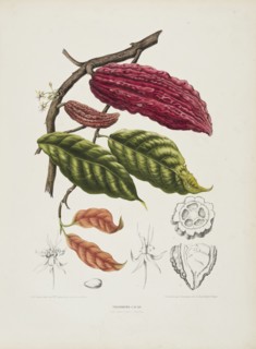 Theobroma, (Cacao tree), c1840-1890. Creator: Berthe Hoola van Nooten.