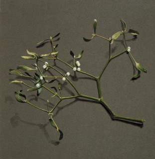 Viscum album L (Mistletoe), c1870-1920. Creator: Harold Drinkwater.