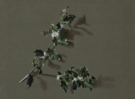 Ilex aquifolium L. (Common Holly), c1870-1920. Creator: Harold Drinkwater.