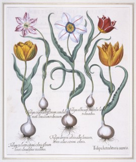 Tulipa Lutea Lituris Aureis, (Broken yellow sylvestris-type tulip), 1613. Creator: Basil Besler.
