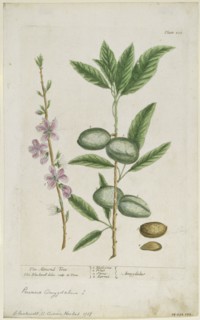 Prunus amygdalis (dulcis). (Sweet Almond), 1737. Creator: Elizabeth Blackwell.