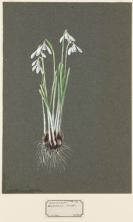 Galanthus nivalis L. (Snowdrop), c1903 -1915. Creator: Harold Drinkwater.