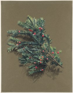 Taxus baccata L. (Yew), c1903 -1915. Creator: Harold Drinkwater.