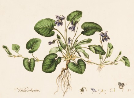 Viola odorata, (Sweet Violet), c1770-1790. Creator: William Kilburn.