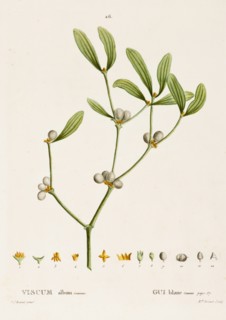 Viscum album L. (Mistletoe), c1800-1830. Creator: Pierre-Joseph Redoute.