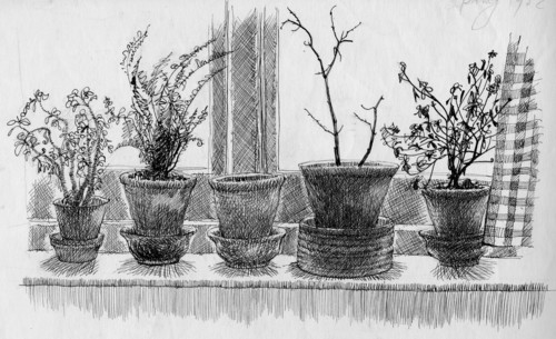 Dead plants on a windowsill, 1952. Creator: Shirley Markham.