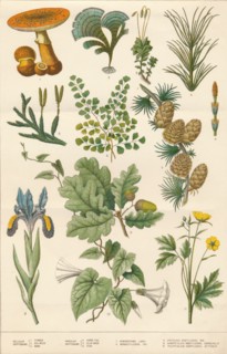 Botanical illustration, c1880s.