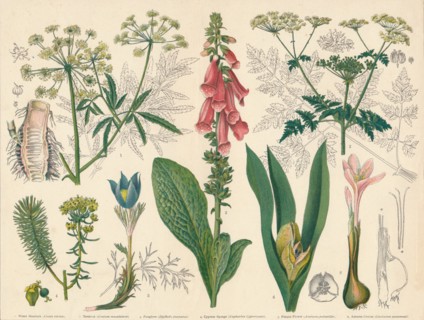 British Poisonous Plants', mid-late 19th century.