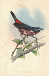 Pytelia monteiri', mid 19th century.