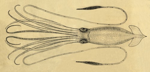 A Diagram of the Giant Squid', 1881.