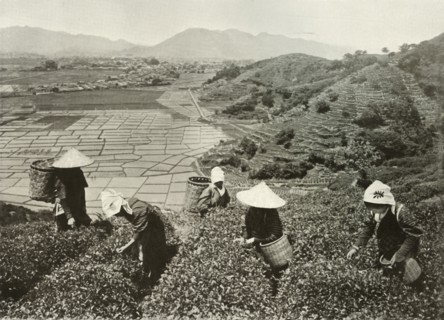 Tea on the Hills and Rice on the Plains', 1910.