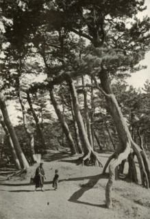 The Pines of Shizu-Ura', 1910.