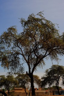 Zaña, Lambayeque, Peru, 2015.