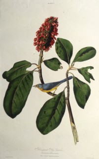 The Canada warbler. From "The Birds of America", 1827-1838.