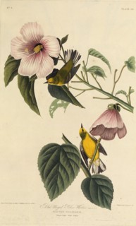Blue winged yellow warbler. From "The Birds of America", 1827-1838.