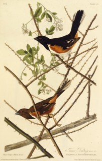 The eastern towhee. From "The Birds of America", 1827-1838.