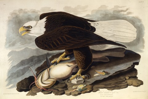 The bald eagle. From "The Birds of America", 1827-1838.