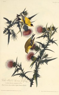 The American goldfinch. From "The Birds of America", 1827-1838.