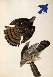 Stanley Hawks. From "The Birds of America", 1827-1838.
