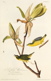 The Kentucky warbler. From "The Birds of America", 1827-1838.