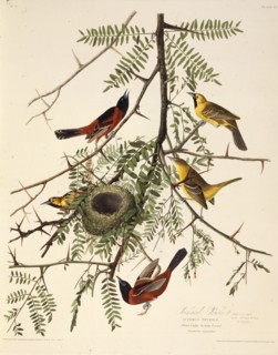 The orchard oriole. From "The Birds of America", 1827-1838.