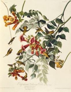 The ruby-throated hummingbird. From "The Birds of America", 1827-1838.