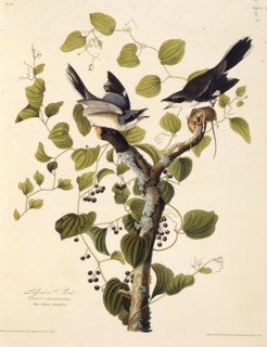 The loggerhead shrike. From "The Birds of America", 1827-1838.