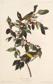 The Nashville warbler. From "The Birds of America", 1827-1838.
