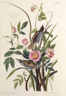 The Sea-side Finch. From "The Birds of America", 1827-1838.
