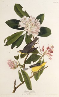 The Canada warbler. From "The Birds of America", 1827-1838.