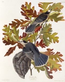 The grey jay. From "The Birds of America", 1827-1838.
