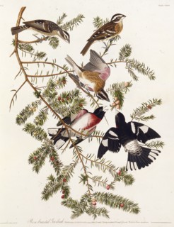 The rose-breasted grosbeak. From "The Birds of America", 1827-1838.