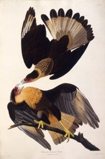 The northern crested caracara. From "The Birds of America", 1827-1838.