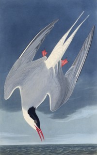 The Arctic tern. From "The Birds of America", 1827-1838.