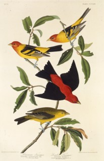 Western tanager. Scarlet tanager. From "The Birds of America", 1827-1838.