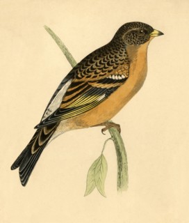 Mountain Finch', late 19th century.