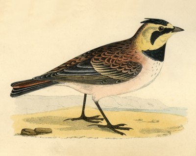 Shore Lark', late 19th century.