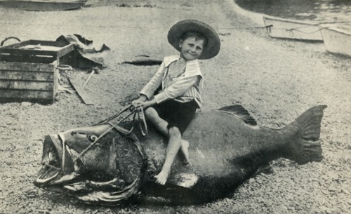 A Fishy Steed! - A Black Sea-Bass - weight 363 pounds', 1901.
