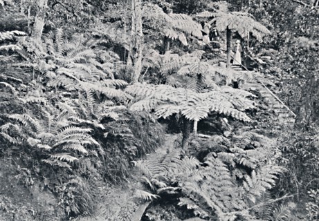 A Forest of Tree Ferns, Leura, Blue Mountains, c1900.