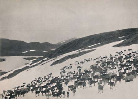 Reindeer on the Mountains', 1914.