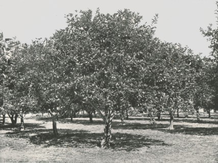 An orange grove near the city, St Augustine, USA, 1895.