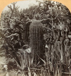 Cactus Garden, Cragin Place, Lake Worth, Florida', c1900.