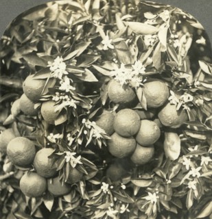 Orange Blossoms and Mature Oranges Growing on the Same Tree, California', c1900.