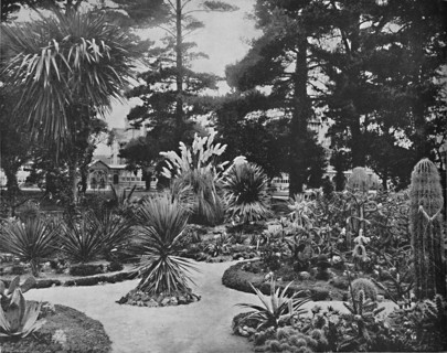 Arizona Garden. Monterey, Cal.', c1897.