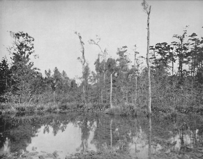 A Louisiana Swamp', c1897.