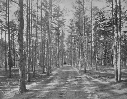 Drive in Piney Wods Park, Lakewood, New Jersey', c1897.